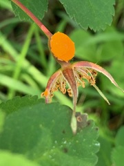 Phragmidium mucronatum