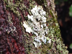 Hypotrachyna showmanii