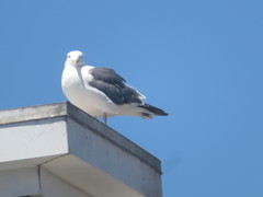 Larus occidentalis