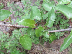 Jatropha cordata