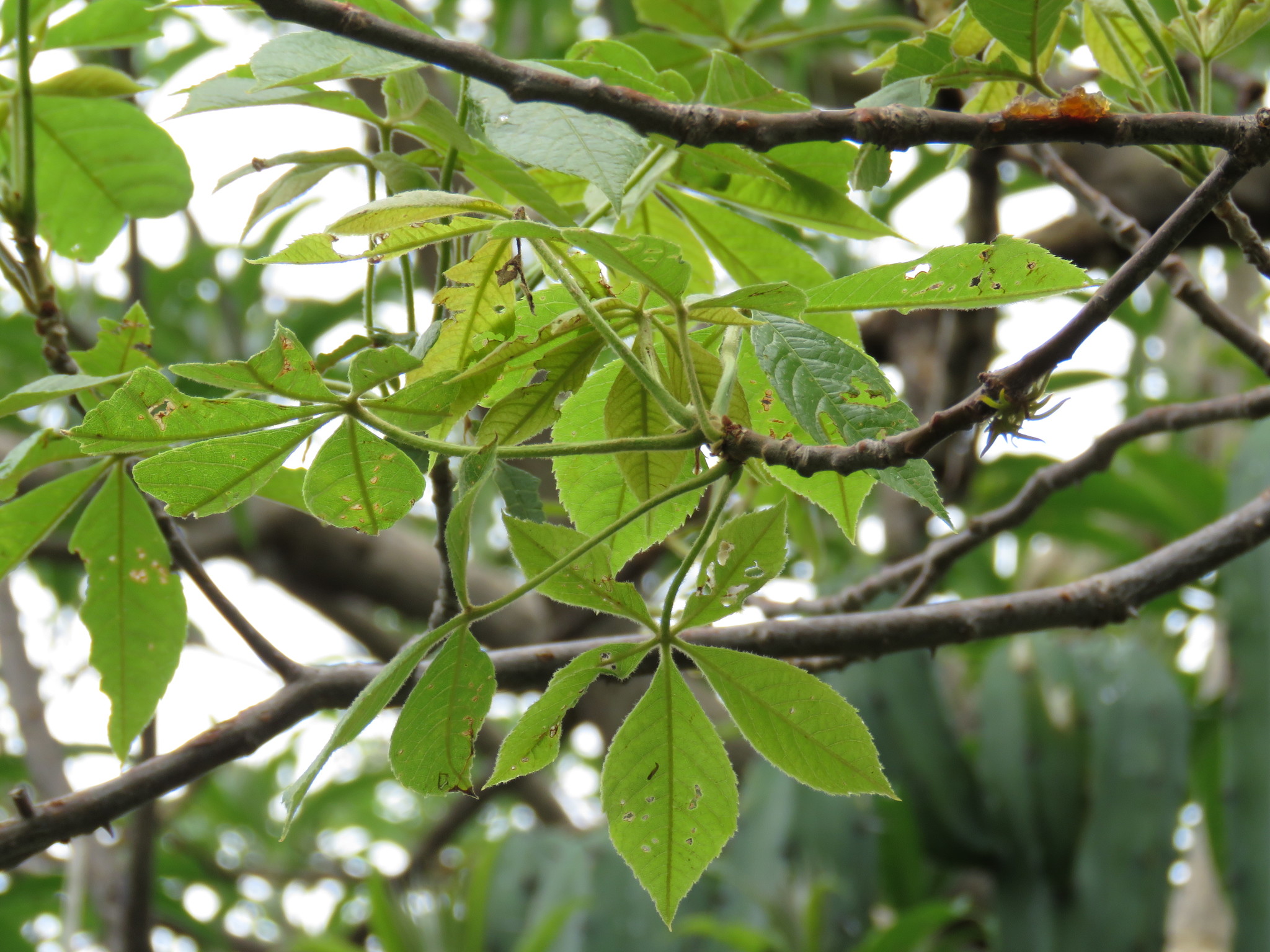 Pochote (Ceiba aesculifolia) · iNaturalist