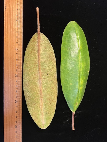 Melicope puberula observed 2024-06-18