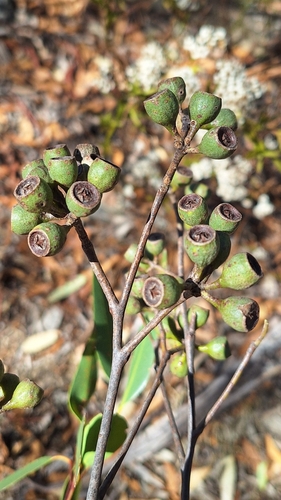 Image of Eucalyptus obliqua by no rights reserved