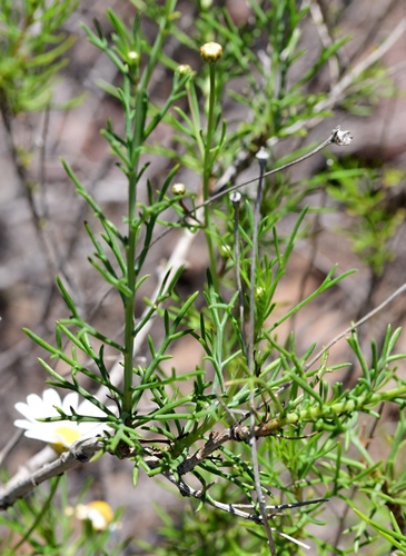 Argyranthemum gracile