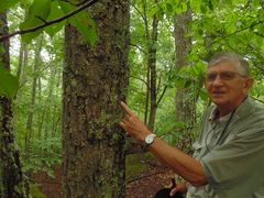 Hypotrachyna showmanii