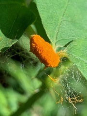 Phragmidium mucronatum