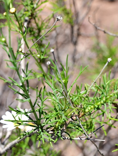 Argyranthemum gracile, photograph 2