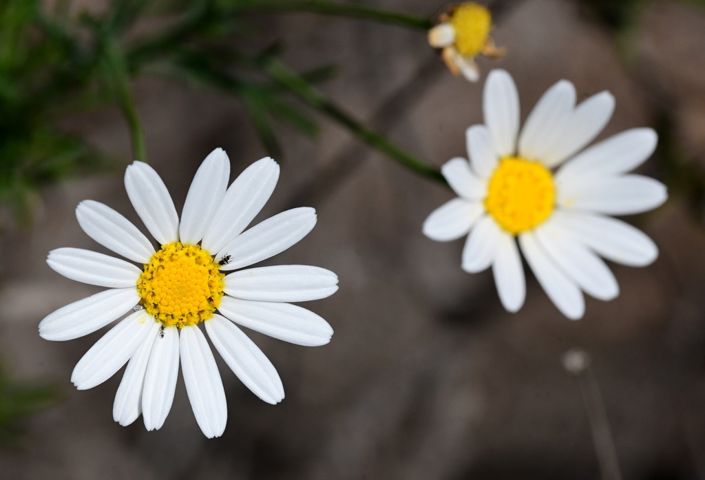 Argyranthemum gracile; photograph (c) milan kořínek, some rights reserved (CC BY)