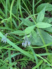 Mertensia paniculata