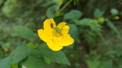 Planipollex pollicifer