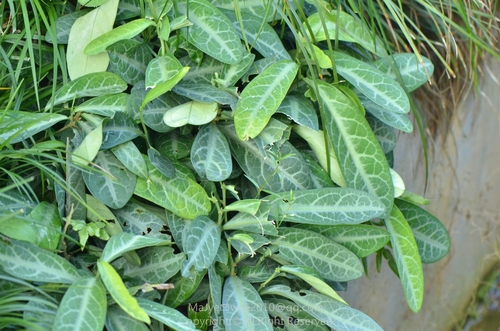Breynia spatulifolia