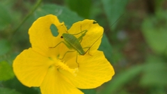 Planipollex pollicifer