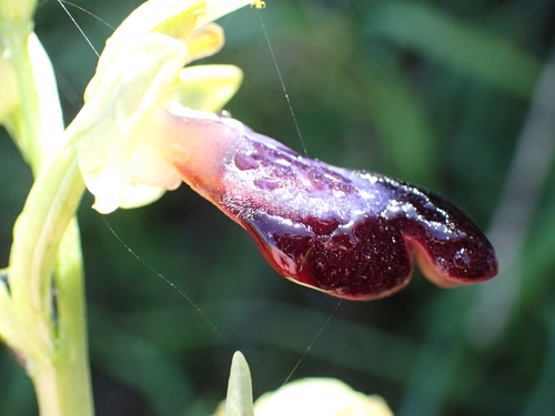 Image of Ophrys iricolor by (c) Elias, some rights reserved (CC BY)