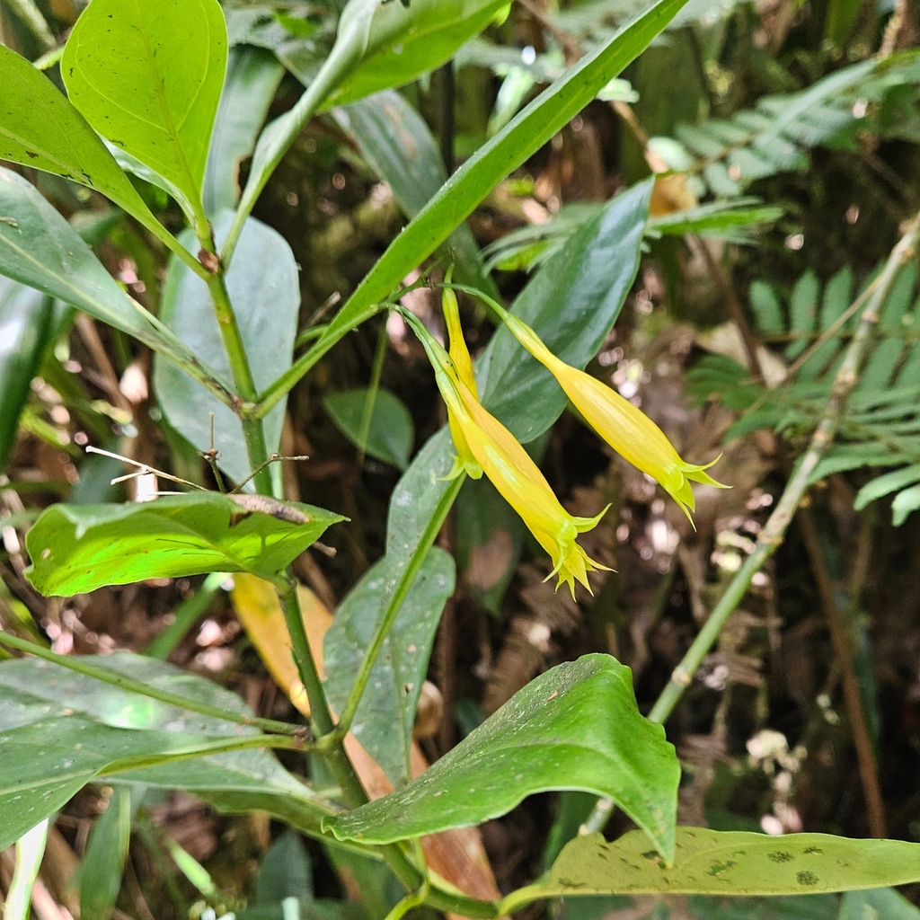 Lisianthius peduncularis