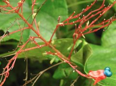 Clerodendrum japonicum