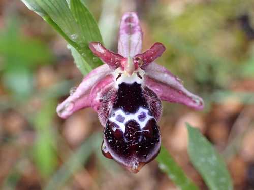 Image of Ophrys reinholdii by (c) Elias, some rights reserved (CC BY)