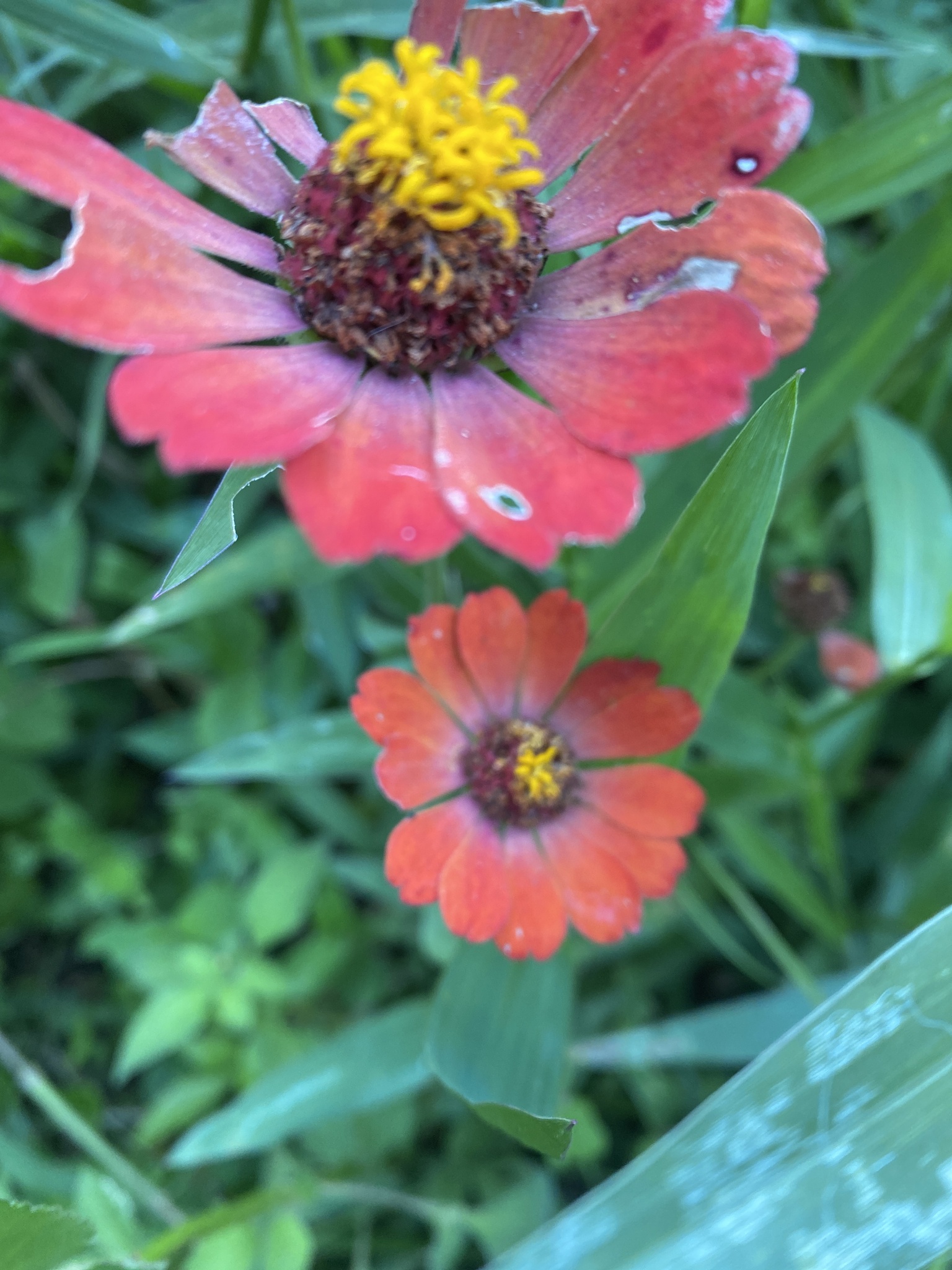 Zinnia elegans