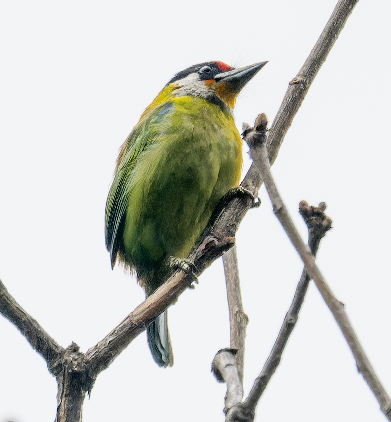 Golden-throated Barbet