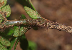 Polystichum neozelandicum neozelandicum