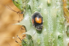 Diomus notescens