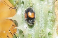 Diomus notescens
