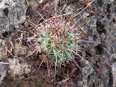 Mammillaria wagneriana