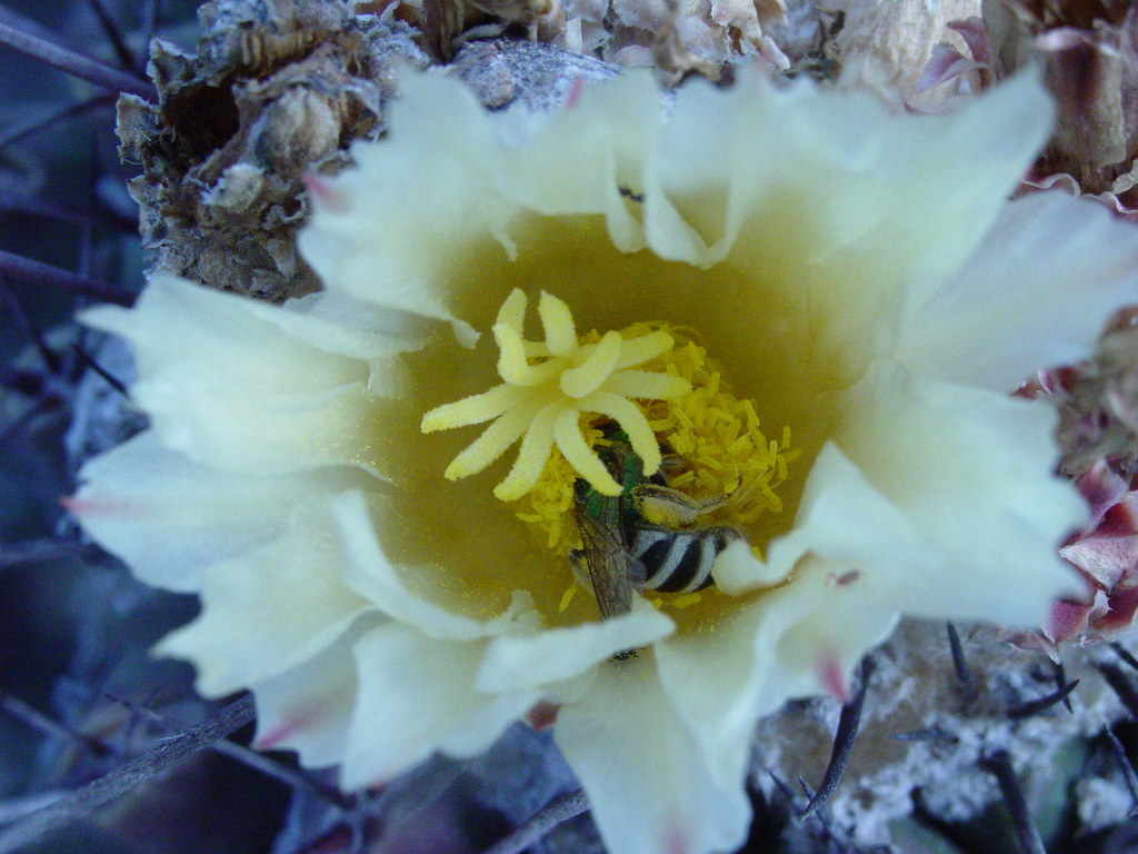 Tyler's Agapostemon