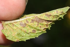 Puccinia menthae
