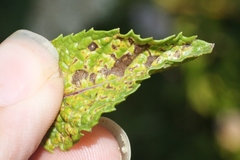 Puccinia menthae
