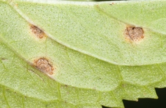 Puccinia menthae