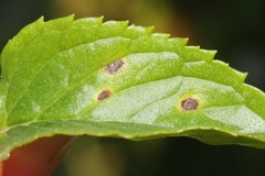 Puccinia menthae