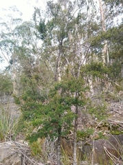 Spyridium ulicinum
