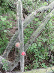 Nyctocereus serpentinus