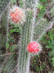 Nyctocereus serpentinus