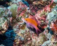 Nemanthias bicolor