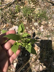 Oclemena acuminata image