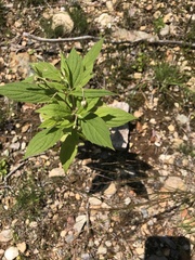 Oclemena acuminata image