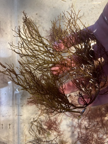 Solieria filiformis observed 2025-04-02