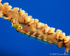 Whip Coral Goby photo 3