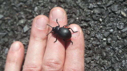 Timarcha tenebricosa