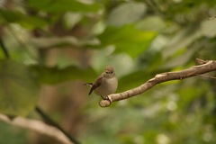 Ficedula