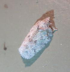 Flatoidinus punctatus
