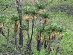 Yucca jaliscensis
