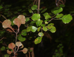 Coprosma arborea