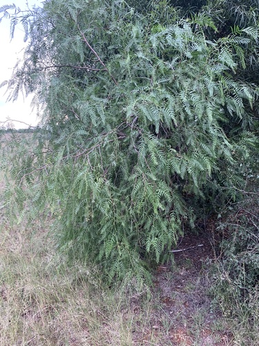 Schinus molle