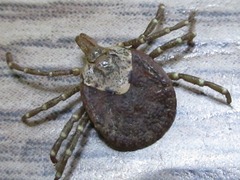 Amblyomma testudinarium