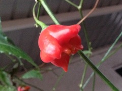 Capsicum baccatum pendulum