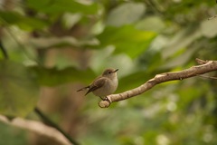 Ficedula