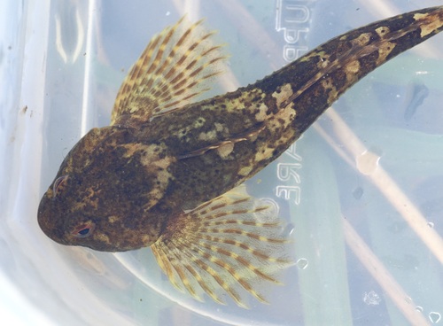 Rhine Sculpin, photo 4 of 7