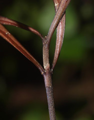 Coprosma arborea